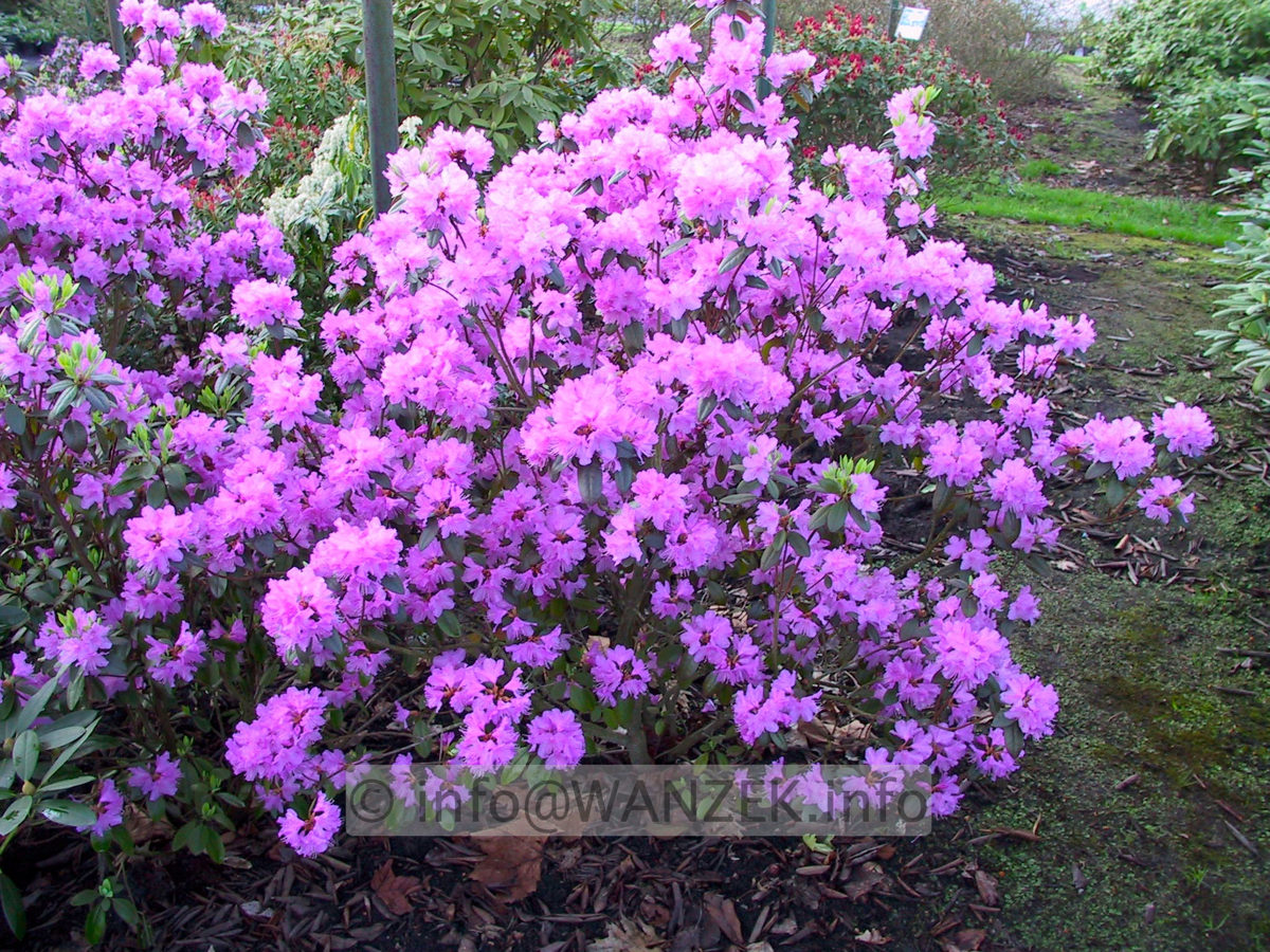 Rhododendron P.J. Mezitt 01.JPG